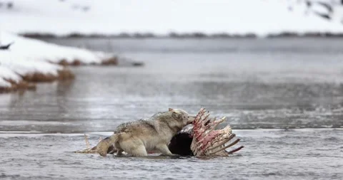 White wolf eating buffalo bison carcass in river, Yellowstone winter wildlife Video stock 334636552