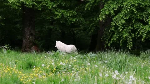 White wolf Stock Footage 11097748