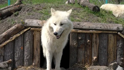 White wolf footage, standing up and looking around in front of his cover hole Video stock 75447161
