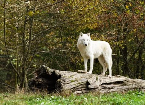 White wolf in the forest Stock Photos