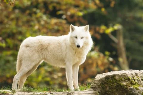 White wolf in the forest Foto stock