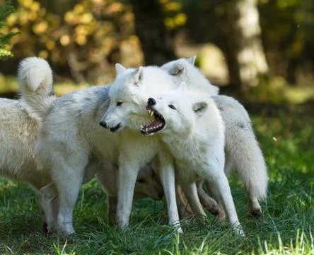 White wolf in the forest Foto stock