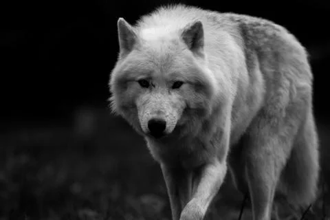 White wolf in the forest Stock Photos