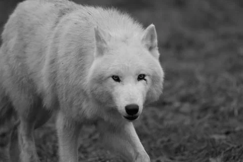 White wolf in the forest Stock Photos