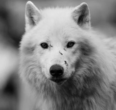 White wolf in the forest Stock Photos