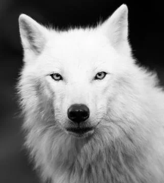 White wolf in the forest Stock Photos