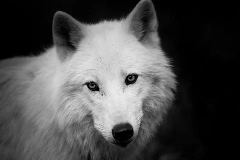 White wolf in the forest Foto stock