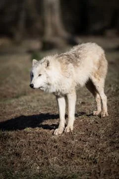 White wolf in the forest Foto stock