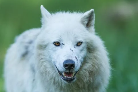 White wolf in the forest Stock Photos