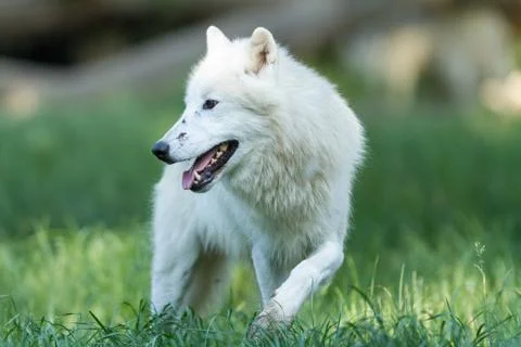 White wolf in the forest Stock Photos