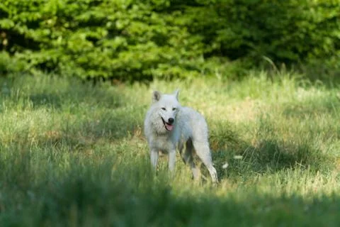 White wolf in the forest Foto stock