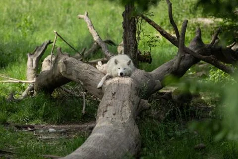 White wolf in the forest Stock Photos