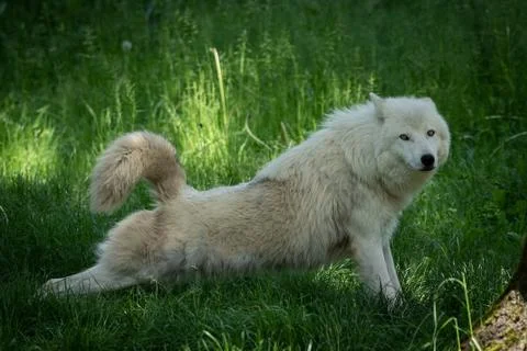 White wolf in the forest Stock Photos