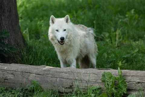 White wolf in the forest Stock Photos