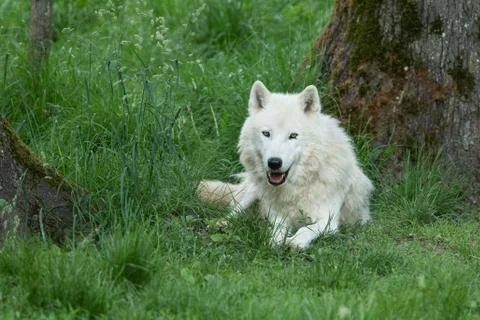 White wolf in the forest Stock Photos