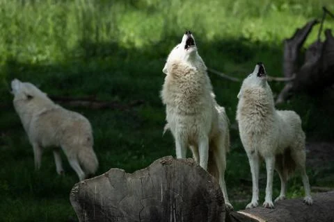 White wolf in the forest Stock Photos