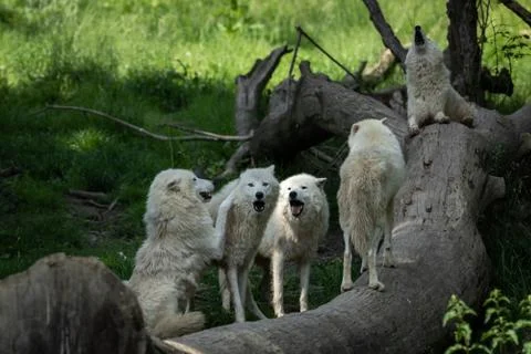 White wolf in the forest Stock Photos