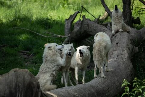 White wolf in the forest Foto stock