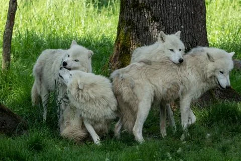 White wolf in the forest Foto stock