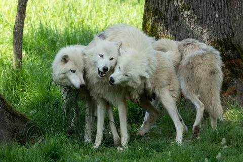 White wolf in the forest Stock Photos