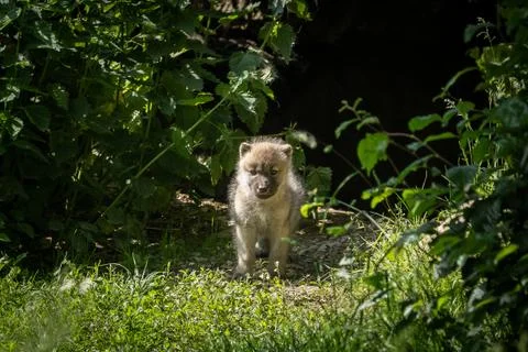White wolf in the forest Foto stock