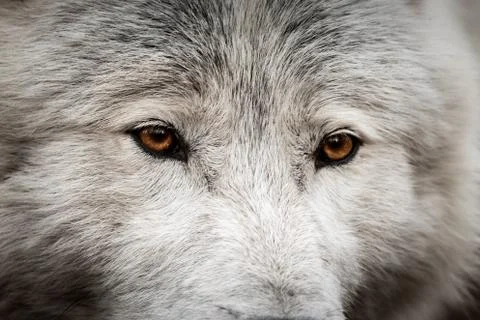 White wolf in the forest Stock Photos