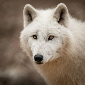 White wolf in the forest Stock Photos
