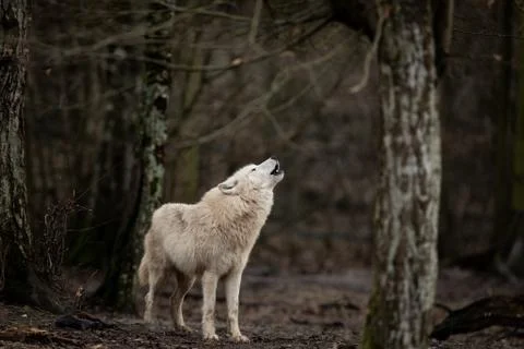 White wolf in the forest Stock Photos