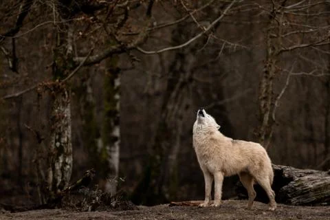 White wolf in the forest Stock Photos