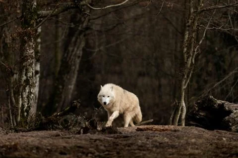 White wolf in the forest Foto stock