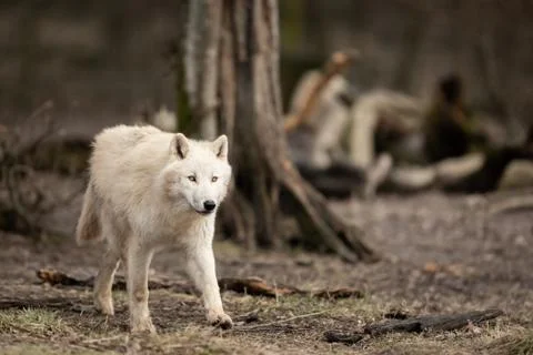 White wolf in the forest Stock Photos