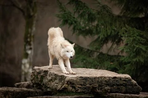 White wolf in the forest Stock Photos