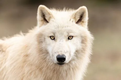 White wolf in the forest Stock Photos