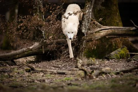 White wolf in the forest Stock Photos