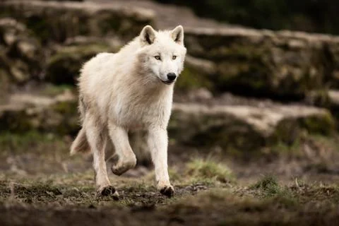 White wolf in the forest Foto stock