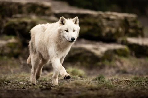 White wolf in the forest Stock Photos