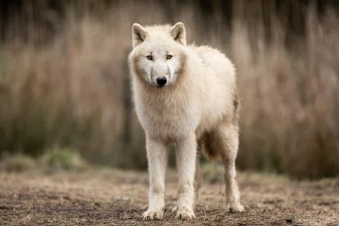 White wolf in the forest Stock Photos