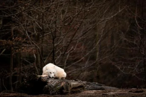 White wolf in the forest Stock Photos