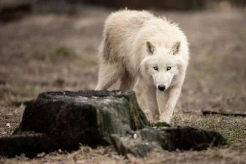 White wolf in the forest Foto stock