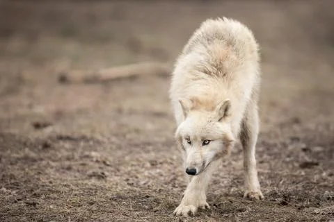 White wolf in the forest Stock Photos