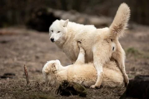 White wolf in the forest Foto stock