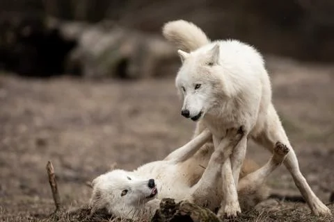 White wolf in the forest Stock Photos