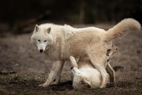 White wolf in the forest Foto stock