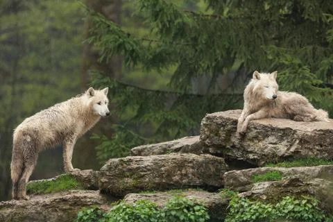 White wolf in the forest Foto stock