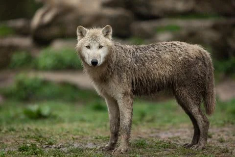White wolf in the forest Stock Photos
