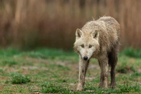 White wolf in the forest Foto stock