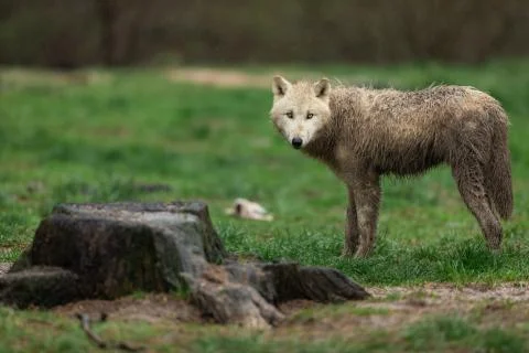 White wolf in the forest Stock Photos