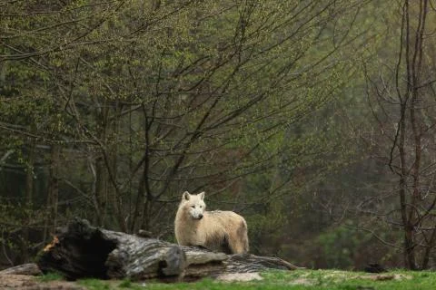 White wolf in the forest Foto stock