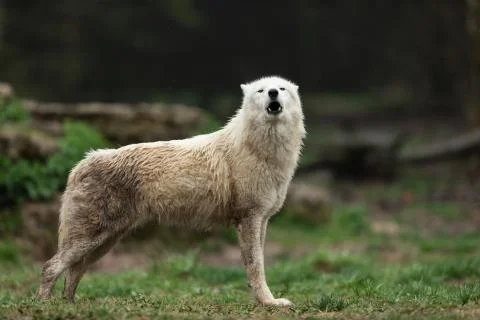 White wolf in the forest Stock Photos