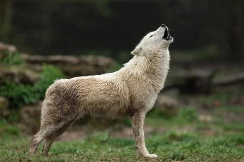 White wolf in the forest Foto stock